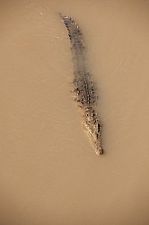 Crocodiles on the Tarcoles River
