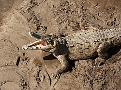 Crocodiles on the Tarcoles River