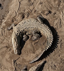 Crocodiles on the Tarcoles River