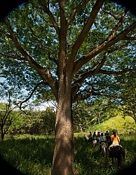 Guanacaste Tree