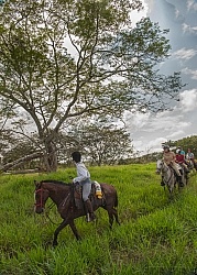 Guanacaste Tree