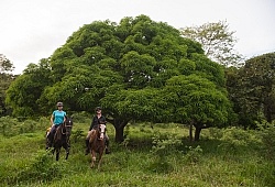 Guanacaste Tree