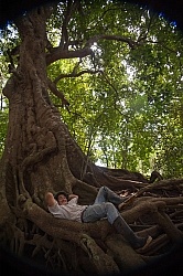 Strangler Ficus tree