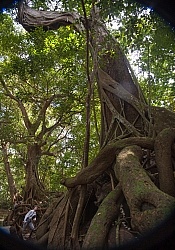 Strangler Ficus tree