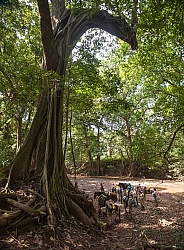Strangler Ficus tree