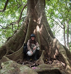 Strangler Ficus tree