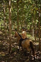The Teak Forest