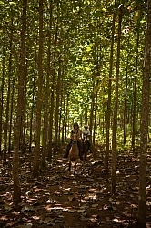 The Teak Forest
