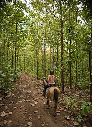 The Teak Forest