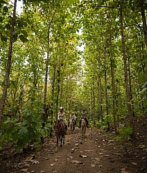 The Teak Forest