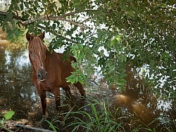 On the Trail at La Ensenada