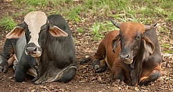 On the Trail at La Ensenada