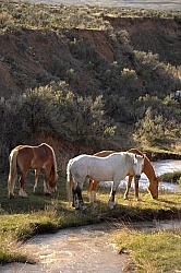 Grazing Horses by River