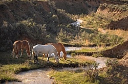 Grazing Horses by River 