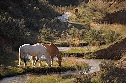 Grazing Horses by River