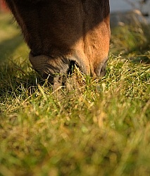 Grazing