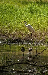 Birds of Costa Rica