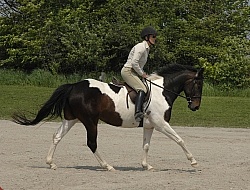 English Canter Work