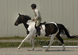 English Canter Work