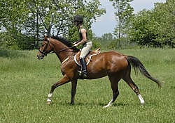 English Canter Work