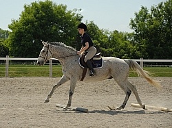 English Canter Work