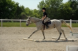 English Canter Work