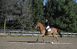 English Canter Work