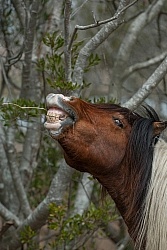 Chincoteague Pony
