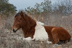 Chincoteague Pony