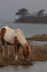 Chincoteague Pony