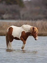 Chincoteague Pony