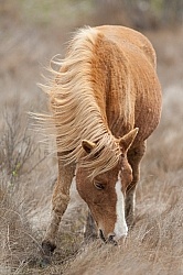 Chincoteague Pony