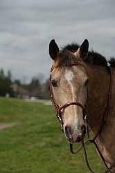 Quarter Pony Portrait