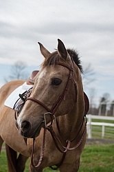 Quarter Pony Portrait
