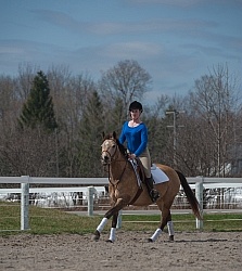 Quarter Pony being Ridden