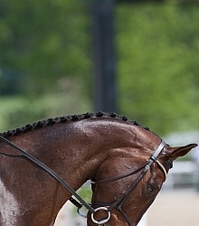 Button Braids on Mane