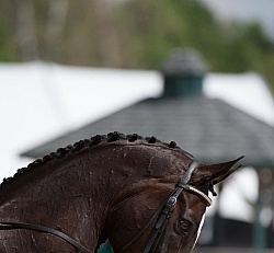 Button Braids on Mane