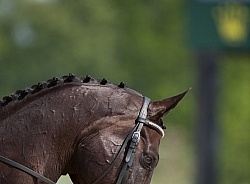Button Braids on Mane