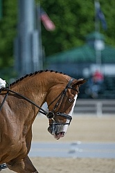 Button Braids on Mane