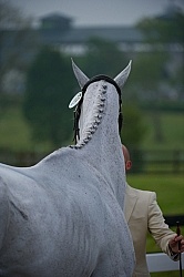 Button Braids on Mane