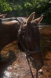 Fly Protection on the Trail