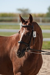 Hanoverian Inspection