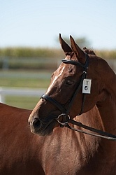 Hanoverian Inspection