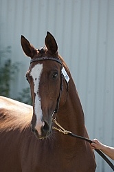 Hanoverian Inspection