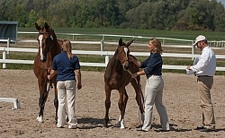 Hanoverian Inspection