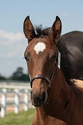 Hanoverian Inspection