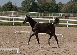 Hanoverian Inspection