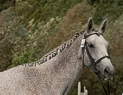 Hanoverian Inspection