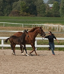 Hanoverian Inspection