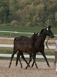 Hanoverian Inspection